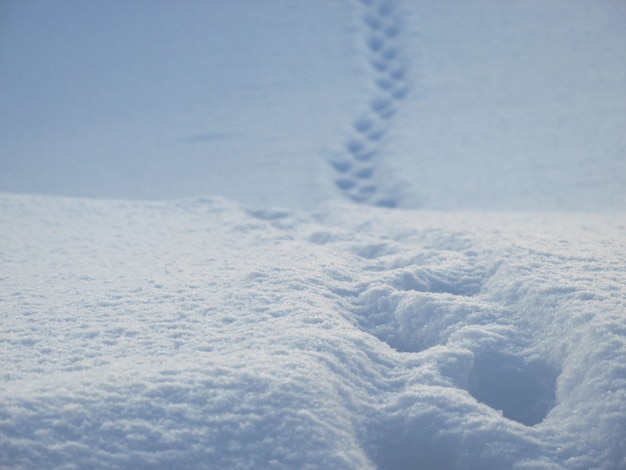 Tierspuren im Schnee Die Spur einer Katze auf einer Schneekruste in einem Gemüsegarten am frühen Morgen