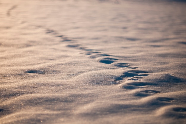 Foto tierspuren im schnee