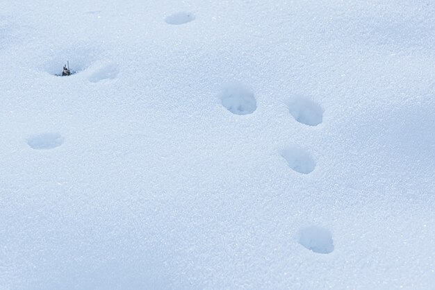 Tierspuren im Tiefschnee