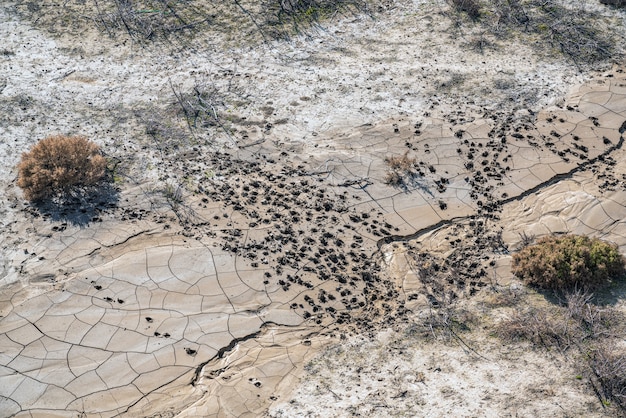 Tierspuren in einer getrockneten Pfütze