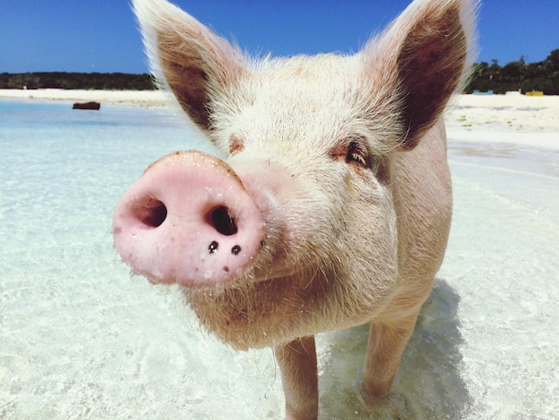 Foto tierthemen auf den bahamas