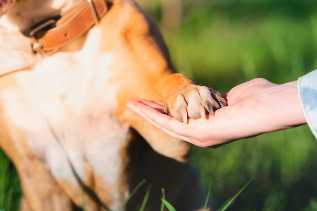 Foto tierunterstützung, therapiehund, feste freundschaft und vertrauenskonzept