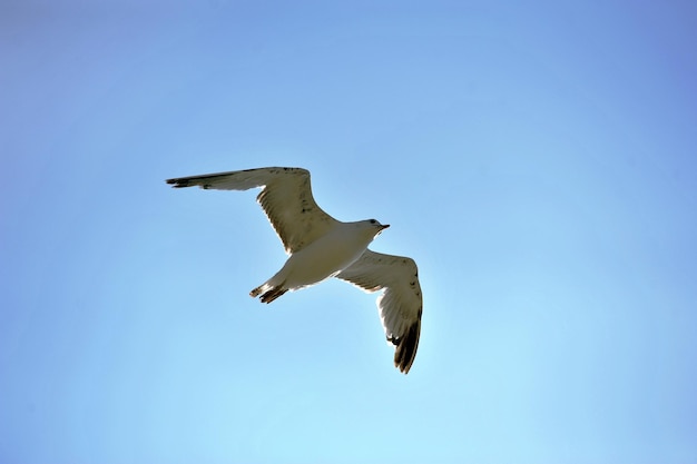 Tiervogel im Flug gegen den blauen Himmel