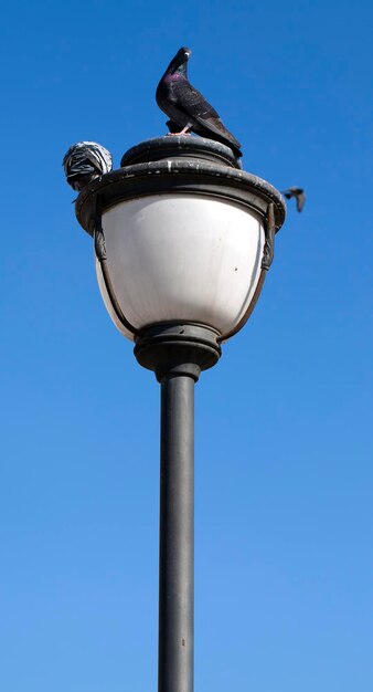 Tiervogel-Tauben auf dem Straßenlaternen-Foto