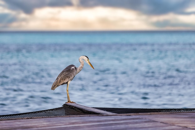 Tierwelt auf den Malediven-Inseln, Salzwasser-Reiherjagd im Meer. Graureiherangeln am Morgen