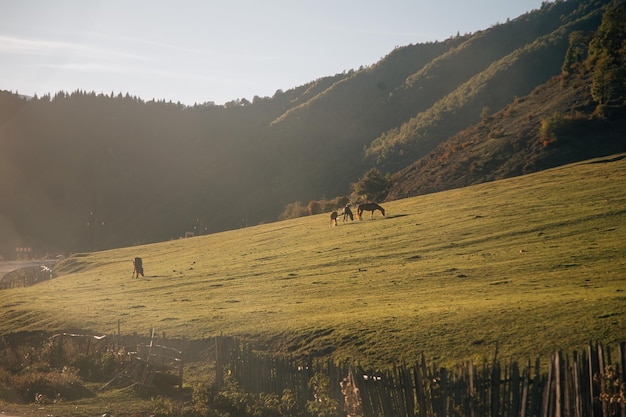 Tierwelt, Fluss, Berg, Bergfotografie