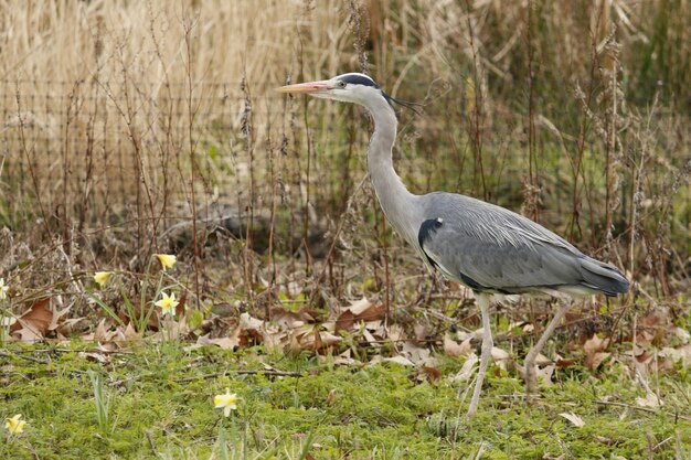 Foto tierwelt in london