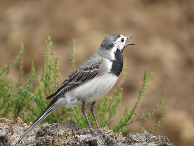 Tierwelt mit schönen Vögeln