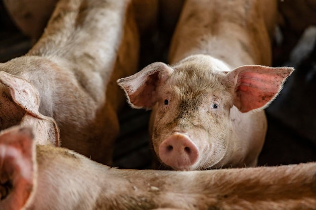 Tierzucht und Schweinehaltung Ein neugieriges Schwein, das mit anderen Schweinen in einer Kote steht