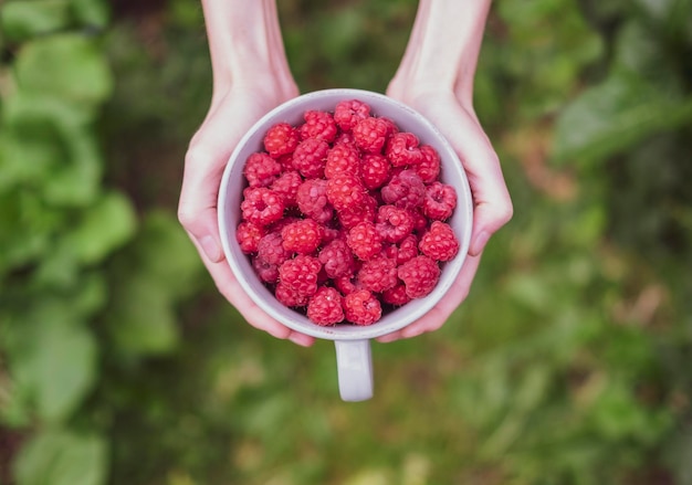 Tigela com deliciosas framboesas frescas nas mãos