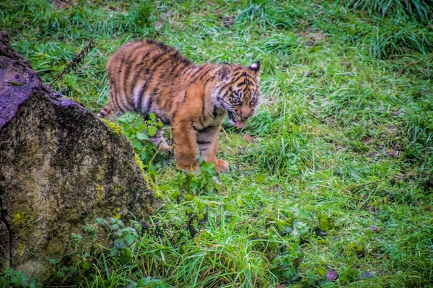 Tiger auf dem Gras