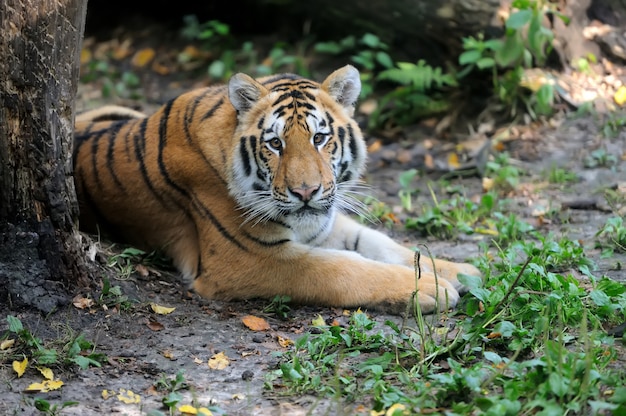 Tiger auf grünem Gras am Sommertag