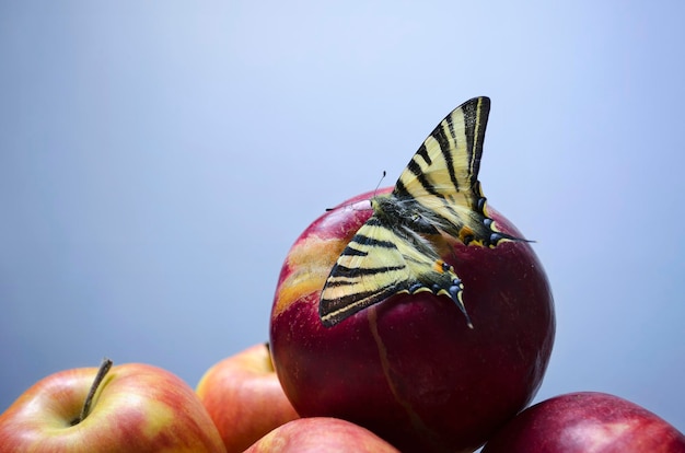 Tiger butterfly e the apple