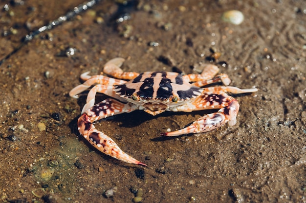 Foto tiger crab caminando sobre la marea baja en el bosque de manglar en toong pronge bay en chon buri, distrito de sattahip, tailandia.