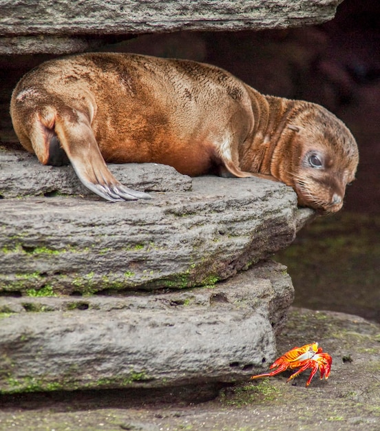 Foto tiger, der auf einem felsen ruht