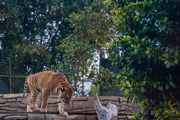 Tiger, der im Gras, Natur, wilde Tiere stillsteht.