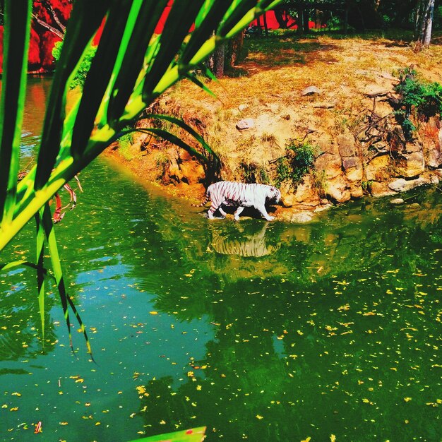 Foto tiger, der im wasser spazieren geht