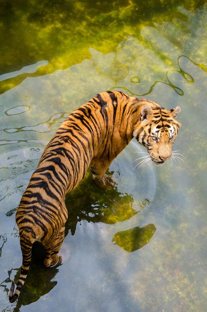 Tiger, der im Zoo in den See springt