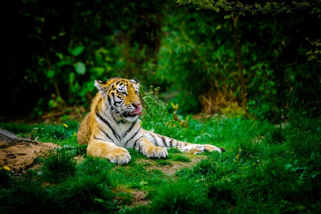 Tiger, der sich auf grünes Gras legt