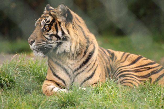 Foto tiger entspannen sich auf einem grasbewachsenen feld