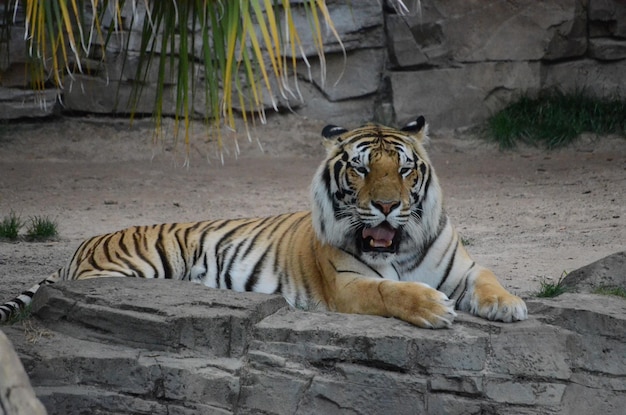 Foto tiger entspannen sich im zoo