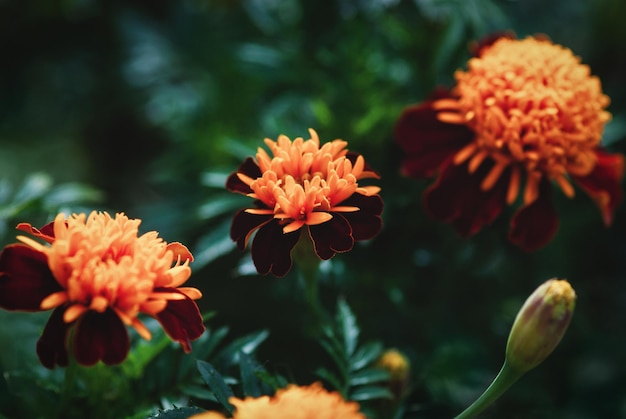 Tiger Eyes Ringelblume ist eine französische Ringelblume mit doppelten Blüten in tiefroten und orangefarbenen Farben