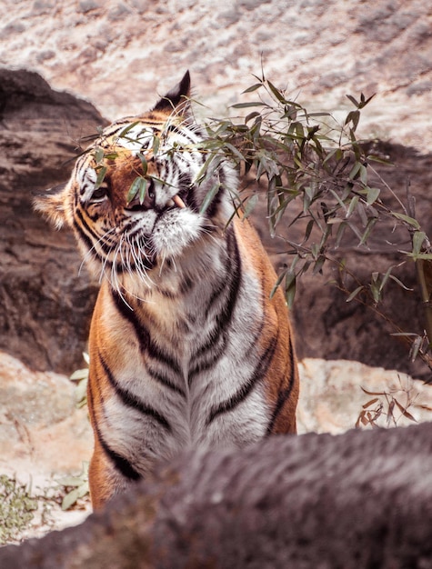 Foto tiger fressen blätter