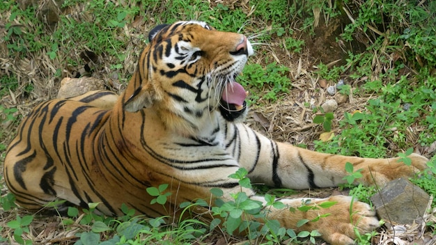 Tiger gähnen auf dem Feld