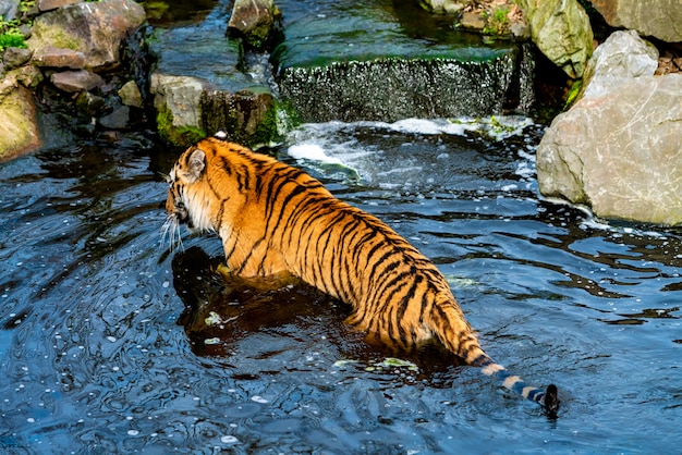 Tiger geht im Wasser