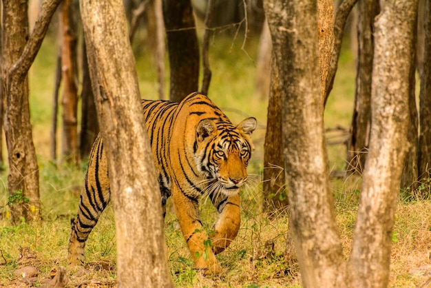 Tiger geht inmitten der Bäume im Wald