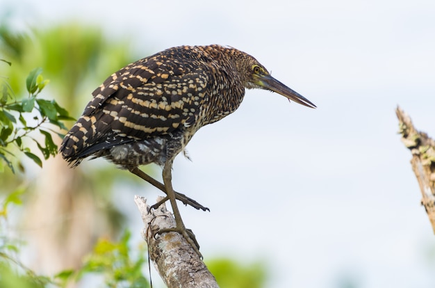 Tiger Heron im brasilianischen Feuchtgebiet