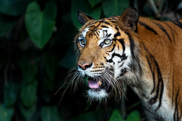 Tiger im Dschungel