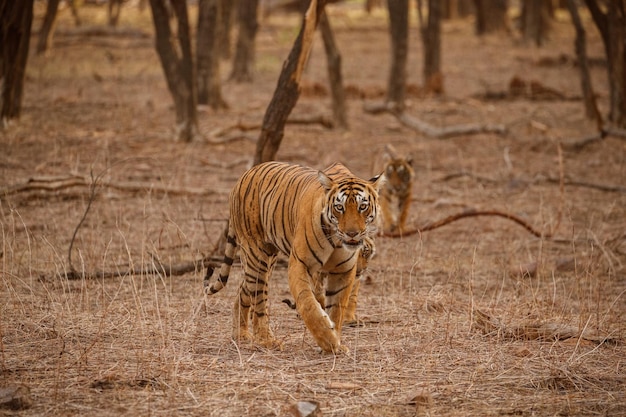 Tiger im Naturlebensraum Tiger-Männchen zu Fuß auf Komposition Wildlife-Szene mit gefährlichem Tier Heißer Sommer in Rajasthan Indien Trockene Bäume mit schönem indischen Tiger Panthera tigris