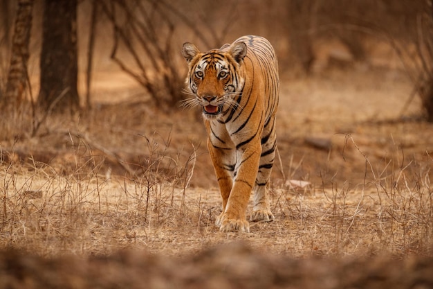 Tiger im Naturlebensraum Tiger-Männchen zu Fuß auf Komposition Wildlife-Szene mit gefährlichem Tier Heißer Sommer in Rajasthan Indien Trockene Bäume mit schönem indischen Tiger Panthera tigris