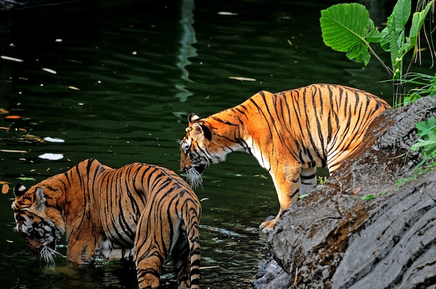 Foto tiger im see