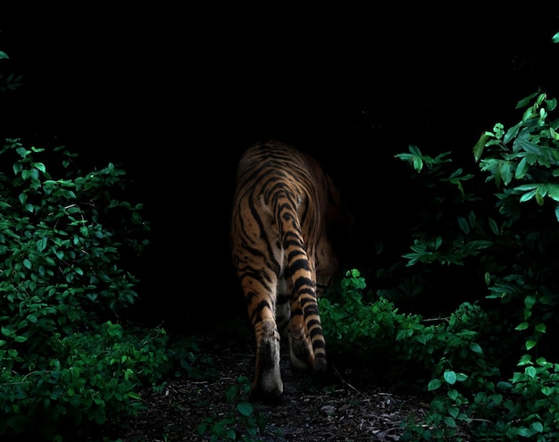 Tiger im tropischen Regenwald nachts