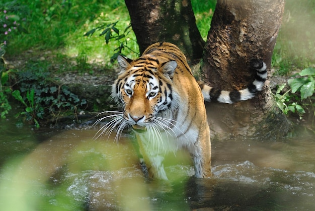 Tiger im Wasser