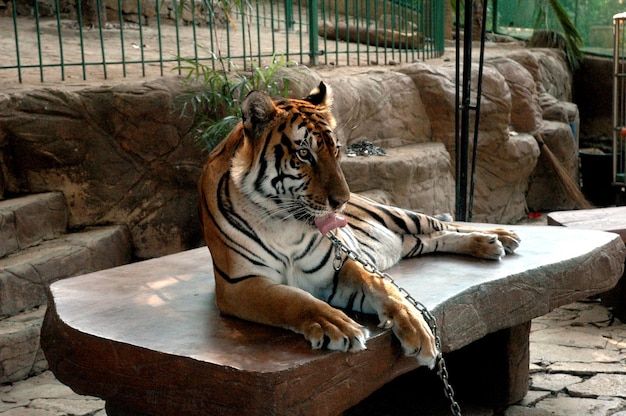 Foto tiger im zoo