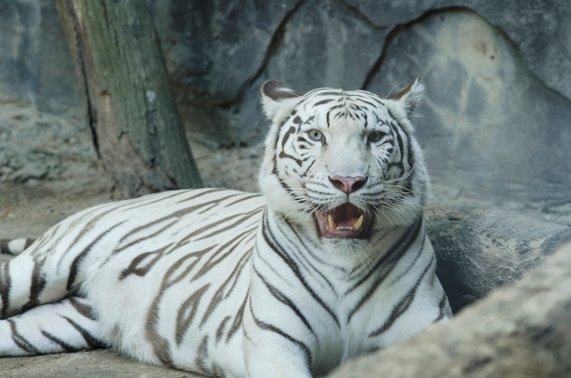 Foto tiger im zoo