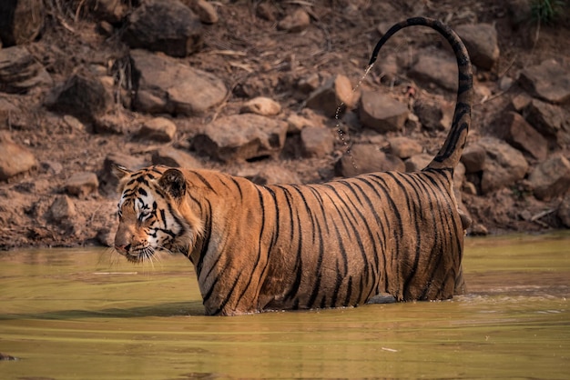 Tiger in der Wildnis