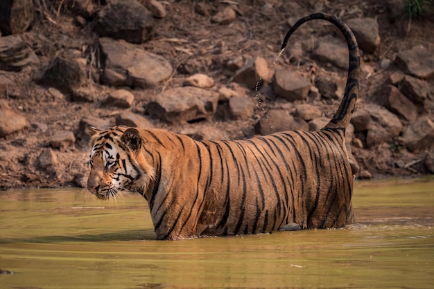 Foto tiger in der wildnis