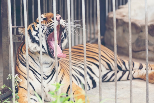 Foto tiger in einem käfig