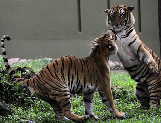 Tiger in einem Zoo