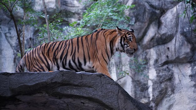 Foto tiger in einem zoo