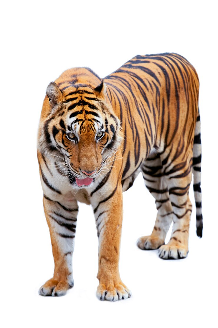Tiger isoliert.