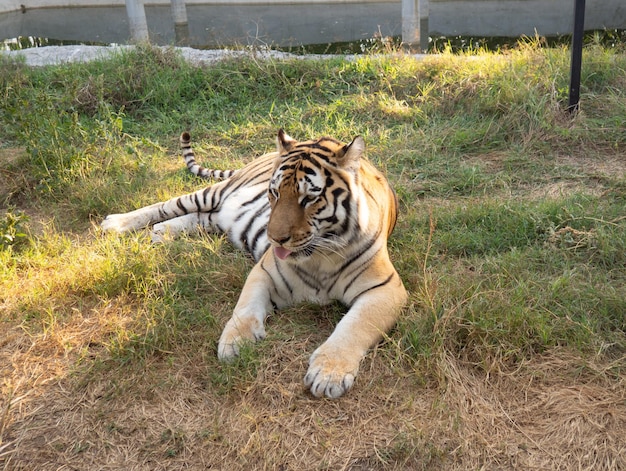 Tiger liegt an einem sonnigen Tag mit Heu auf dem Boden