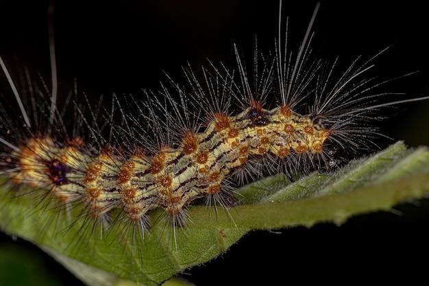 Tiger Moth Caterpillar des Stammes Arctiini