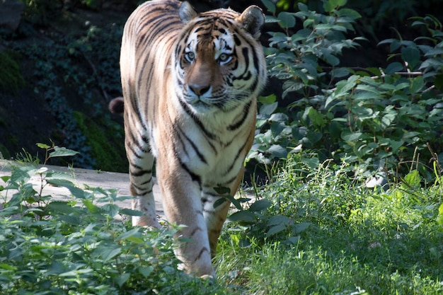 Foto tiger nach pflanzen