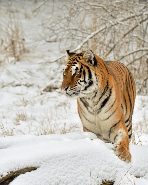 Tiger Pawing en la nieve en el bosque de invierno