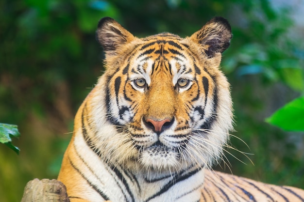 Tiger, Porträt eines Bengal-Tigers.